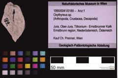 Foto (Objekt + Etiketten) von Oxythyreus sp. (NHMW-GEO-1990-0041-0189)